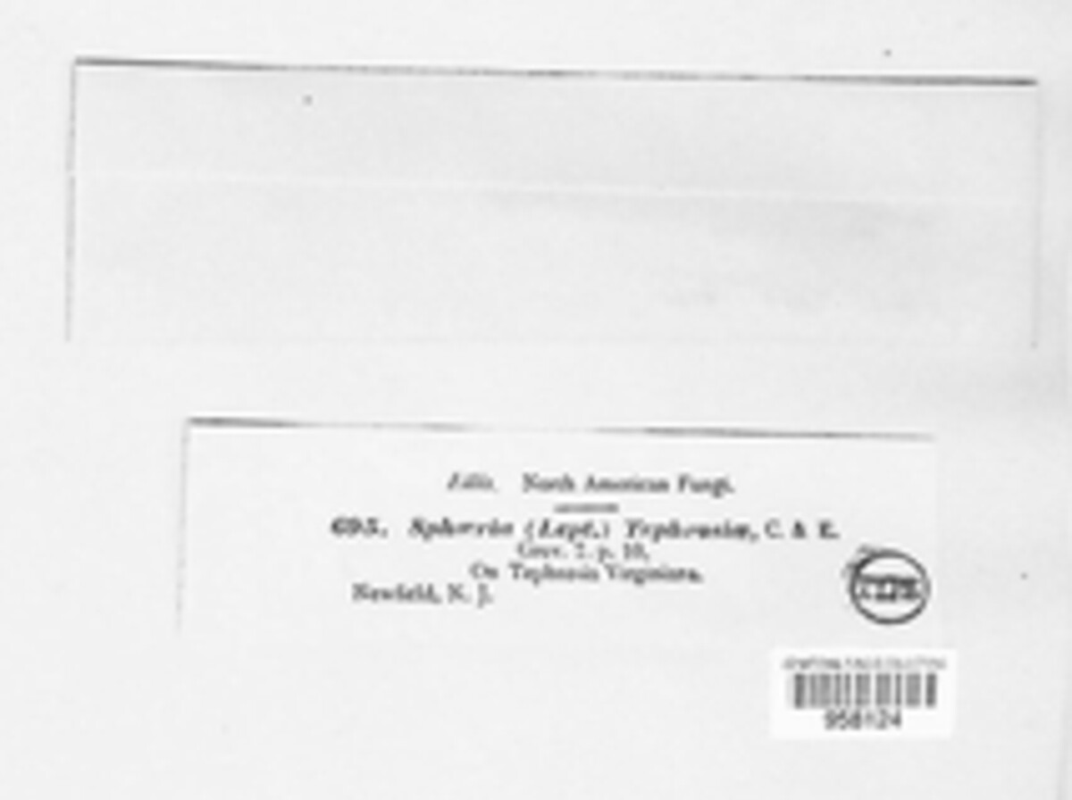 Diplochorella tephrosia image